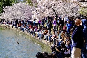 Cherry blossoms bloom around the Tidal Basin as visitors enjoy the National Cherry Blossom Festival at the National Mall in Washington, D.C., on March 26. (Anadolu Agency via Getty Images)